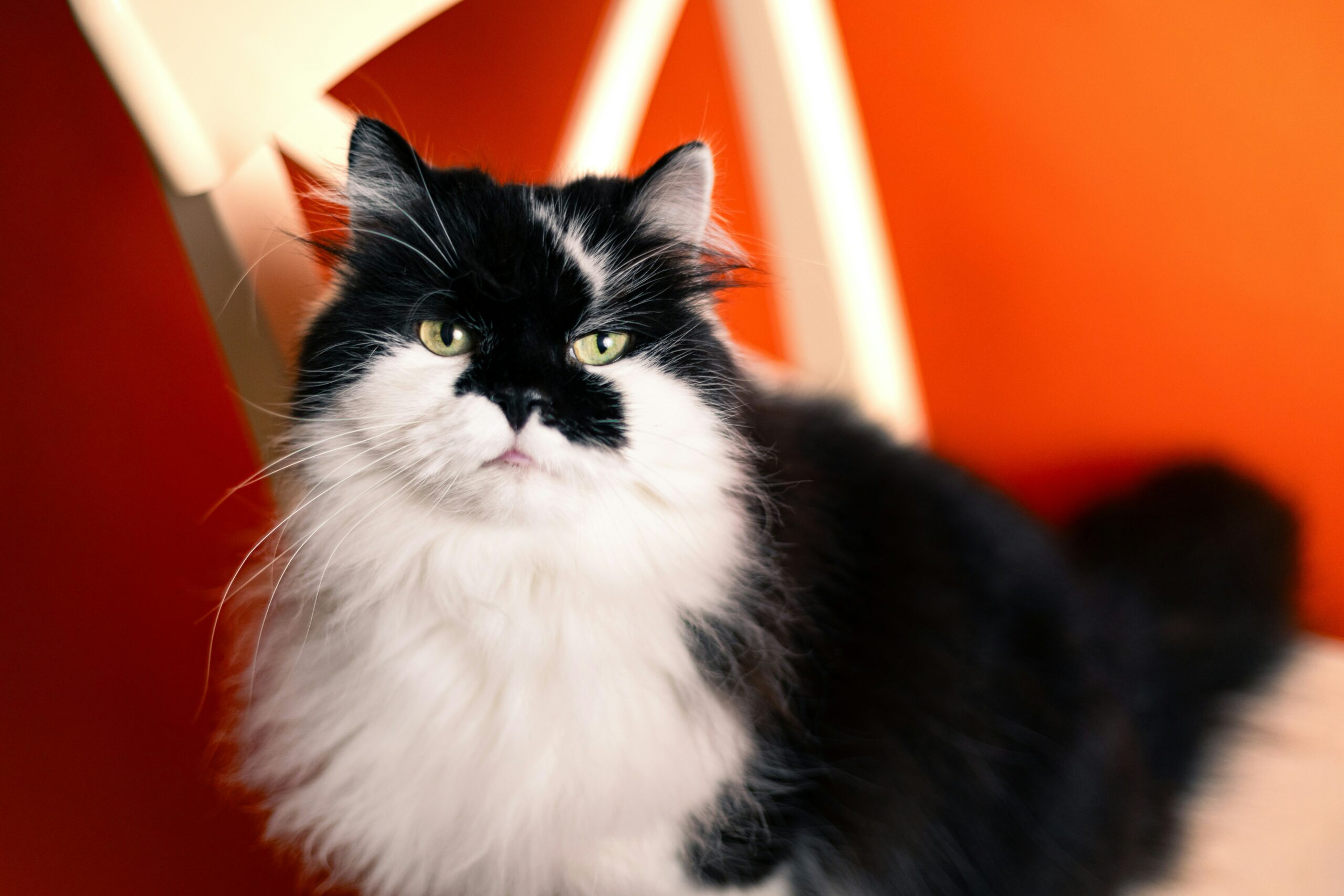 Die zehn beliebtesten Katzenrassen im Überblick