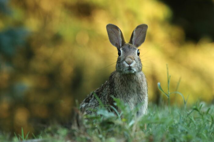Der wahre Osterhase: Welches Tier eigentlich die Eier bringen sollte