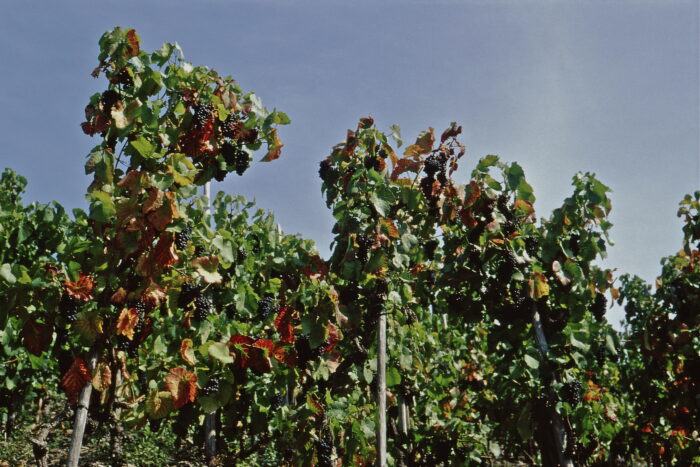 Wandern bei Köln: Rotweinwanderweg zählt zu Deutschlands schönsten
