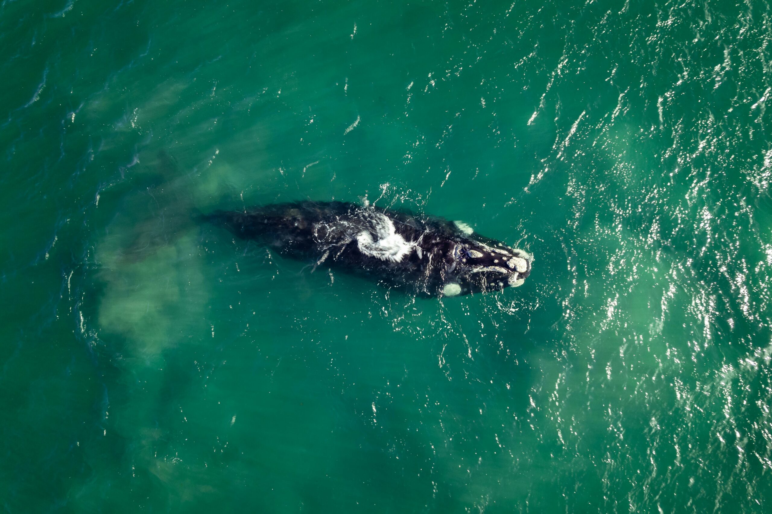 Wal in der Ostsee: Ruhe bewahren für sein Überleben