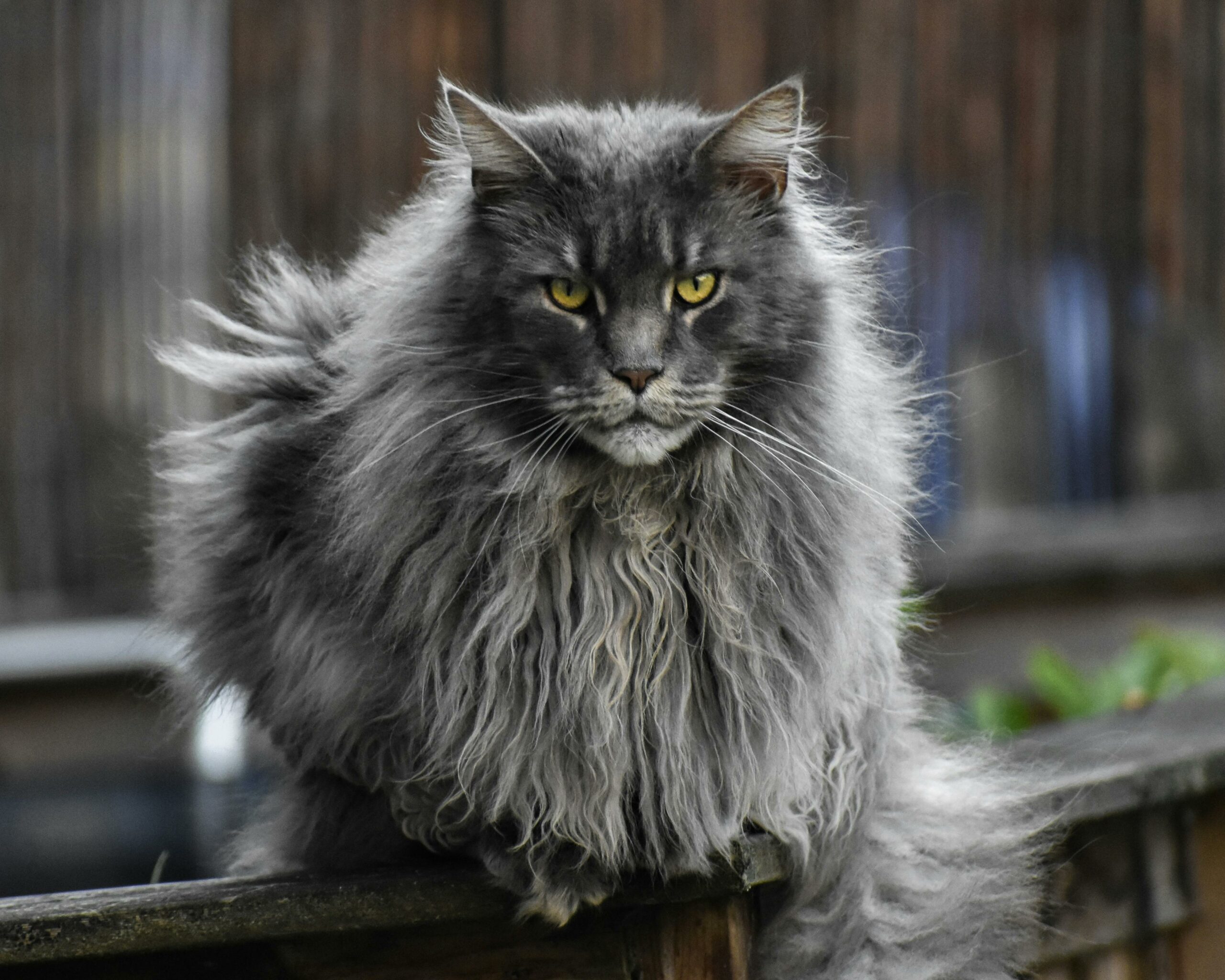 Was zeichnet die Maine-Coon-Katze aus und woher stammt sie?