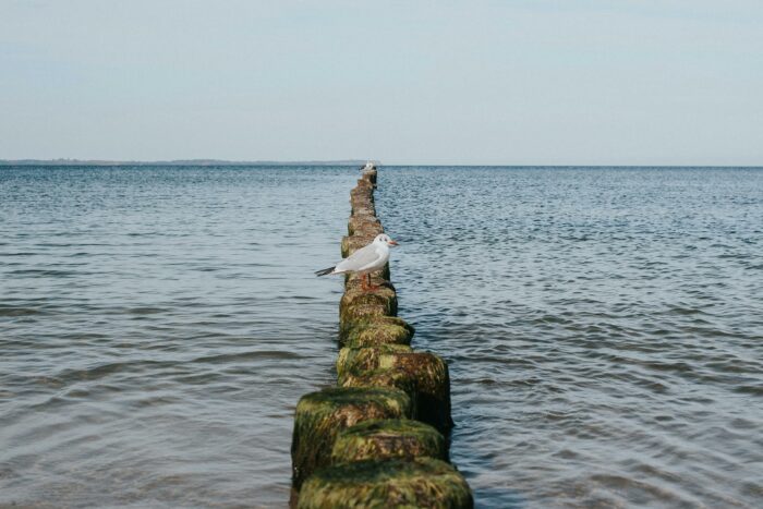 Ostseewal Timmy: Kölner Umweltschützer schaltet sich ein