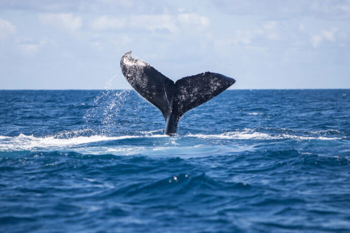 Ostsee-Wal Timmy tot?: Experten äußern sich nach umstrittener Rettung