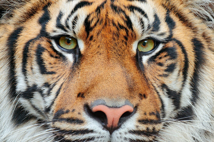 Tiger bei Leipzig erschossen: Seine Angst machte Sandokan gefährlich