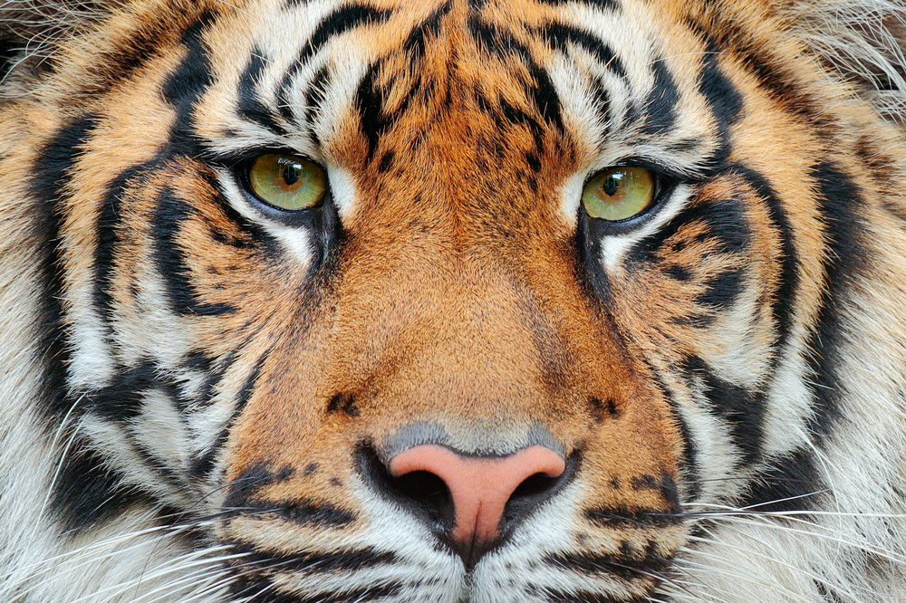 Tiger Sandokan bei Leipzig erschossen: Angst führte zu bedrohlichem Verhalten