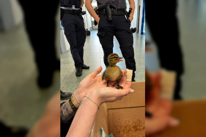 Kehl: Entenküken-Parade auf B28 endet friedlich