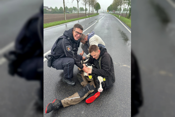 Bunte Meldung: Polizisten werden zum Kalb-Bändiger