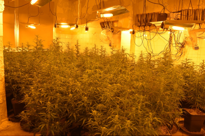 Göttingen: Professionelle Cannabis-Plantage in Zorge entdeckt