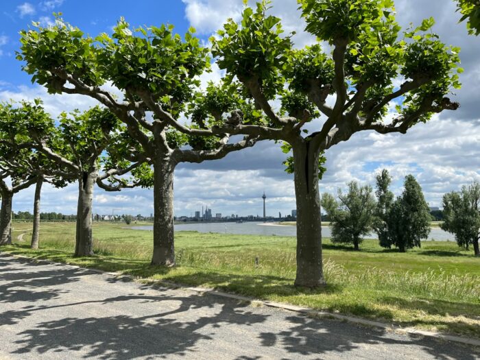 Wettervorhersage für Düsseldorf am 11. Mai 2026