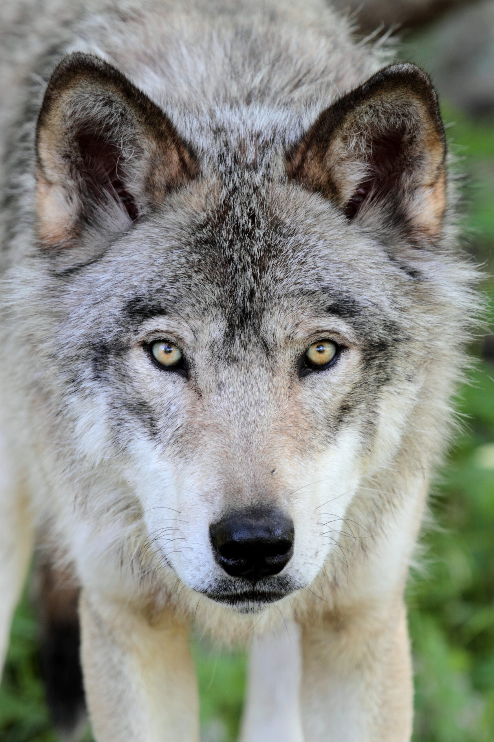 Niedersachsen: Wolf reißt mindestens 57 Schafe!