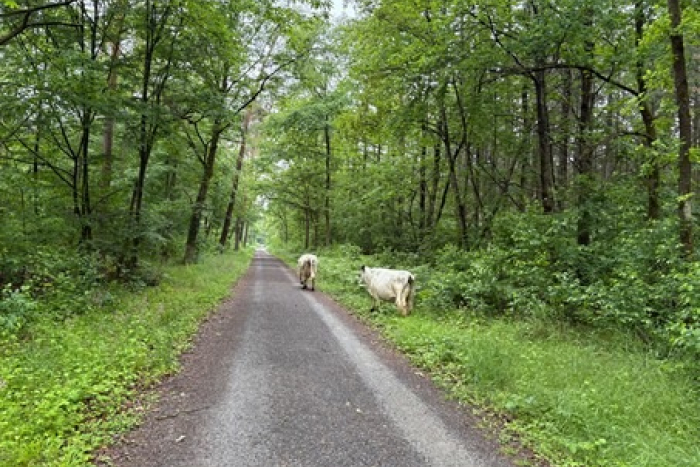 Oftersheim: Tierische Vatertagswanderung in Heidelberg