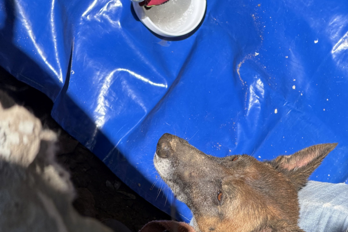 Striesen: Aufwändige Tierrettung gelingt