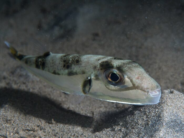 Griechenland: Jagd auf giftigen Hasenkopf-Kugelfisch läuft