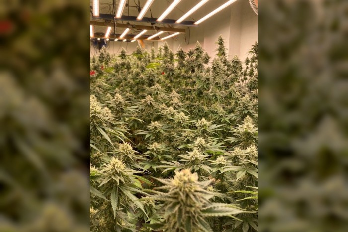 Rhein-Erft-Kreis: Cannabisplantage sichergestellt