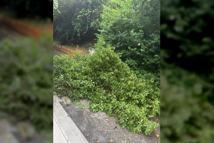 Feuerwehr Weinheim entfernt Baum