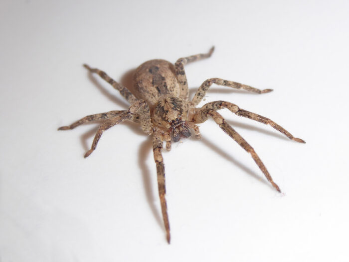 Nosferatu-Spinne breitet sich an der Ostsee aus: Rügen und Usedom betroffen