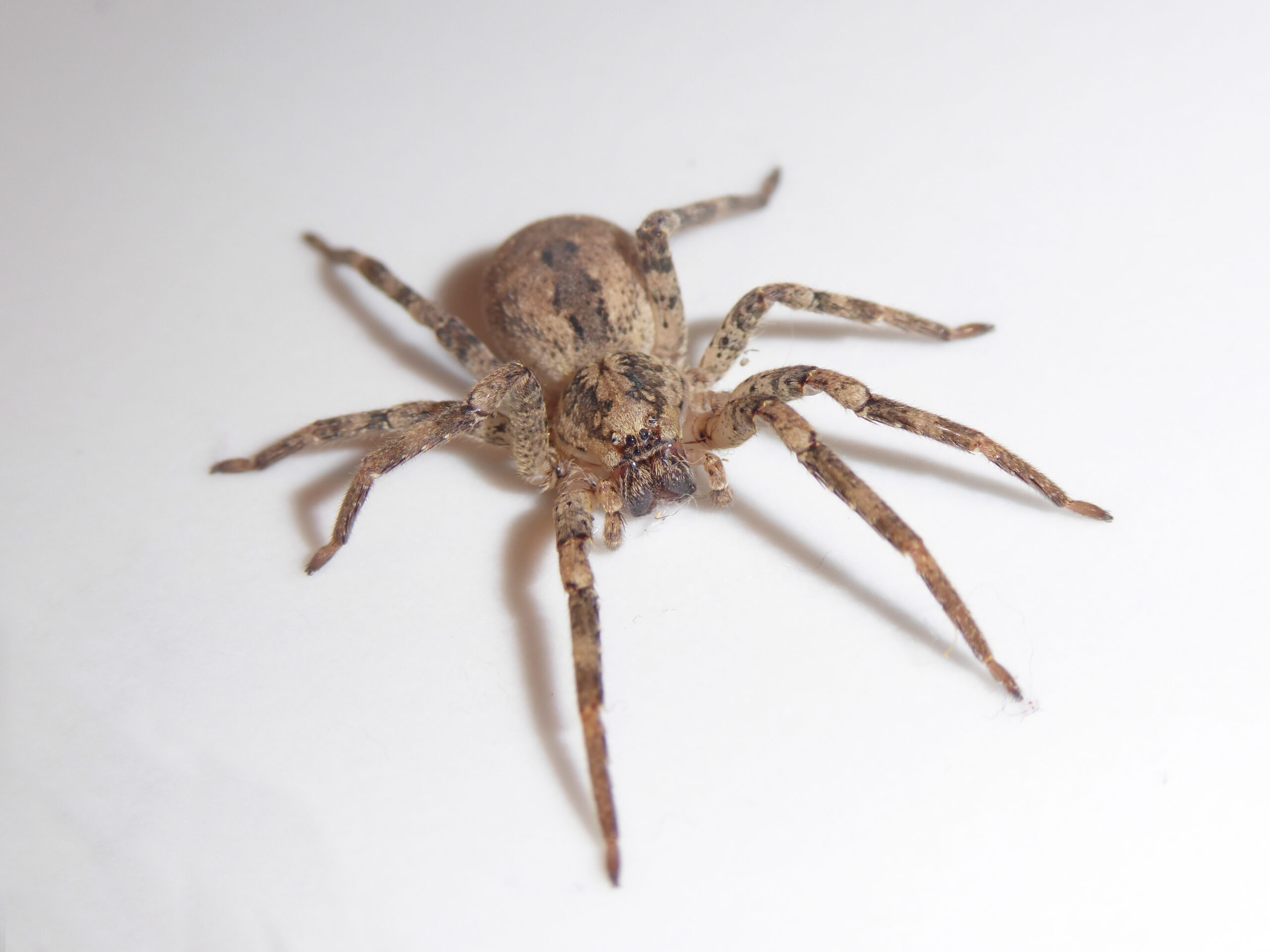 Rügen und Usedom: Nosferatu-Spinne nun auch an der Ostseeküste anzutreffen
