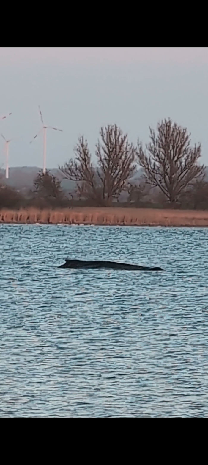 Buckelwal nach Freisetzung in der Nordsee lebte noch einige Tage