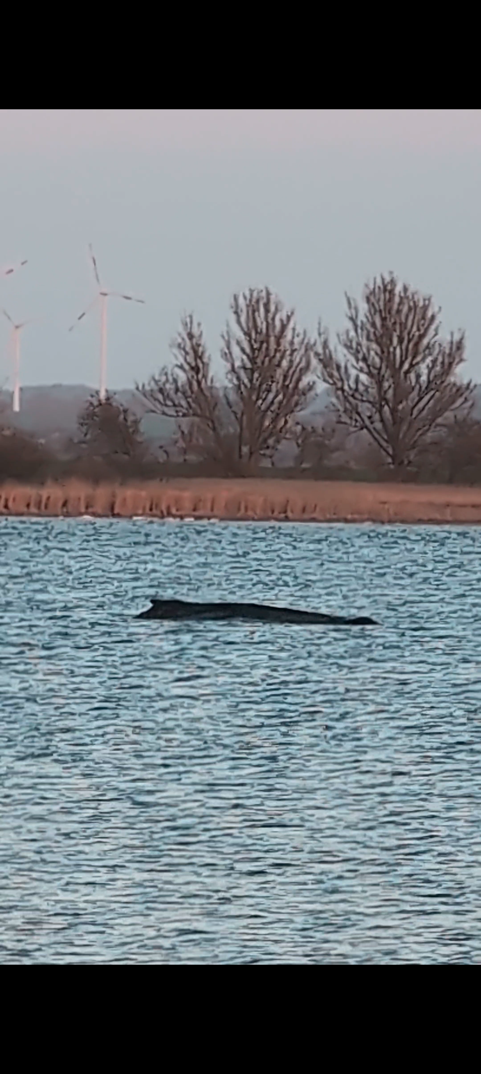 Kadaver eines Buckelwals nach umstrittener Freisetzung in der Nordsee entdeckt