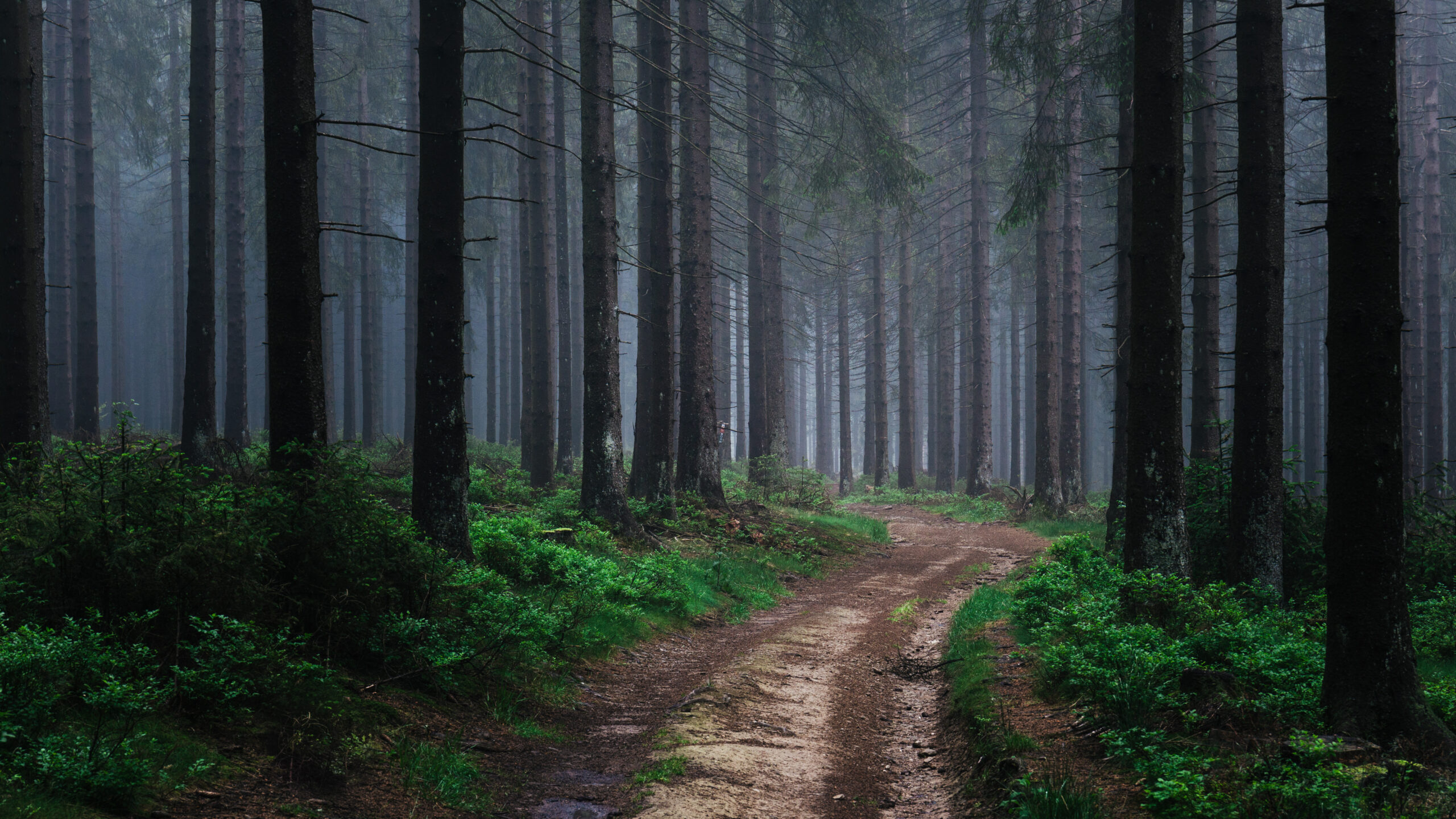 Effektive Wasserbewirtschaftung im Wald: Strategien für Bäume und Ökosysteme