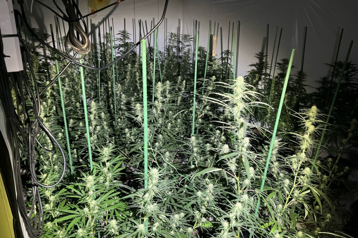 Lippe: Cannabis-Plantage entdeckt