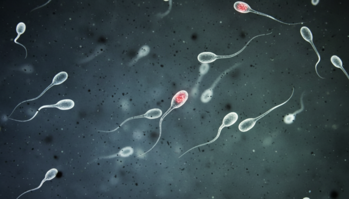 Folgen für die Nachkommen?: Studie: Luftverschmutzung hinterlässt Spuren an Spermien-DNA