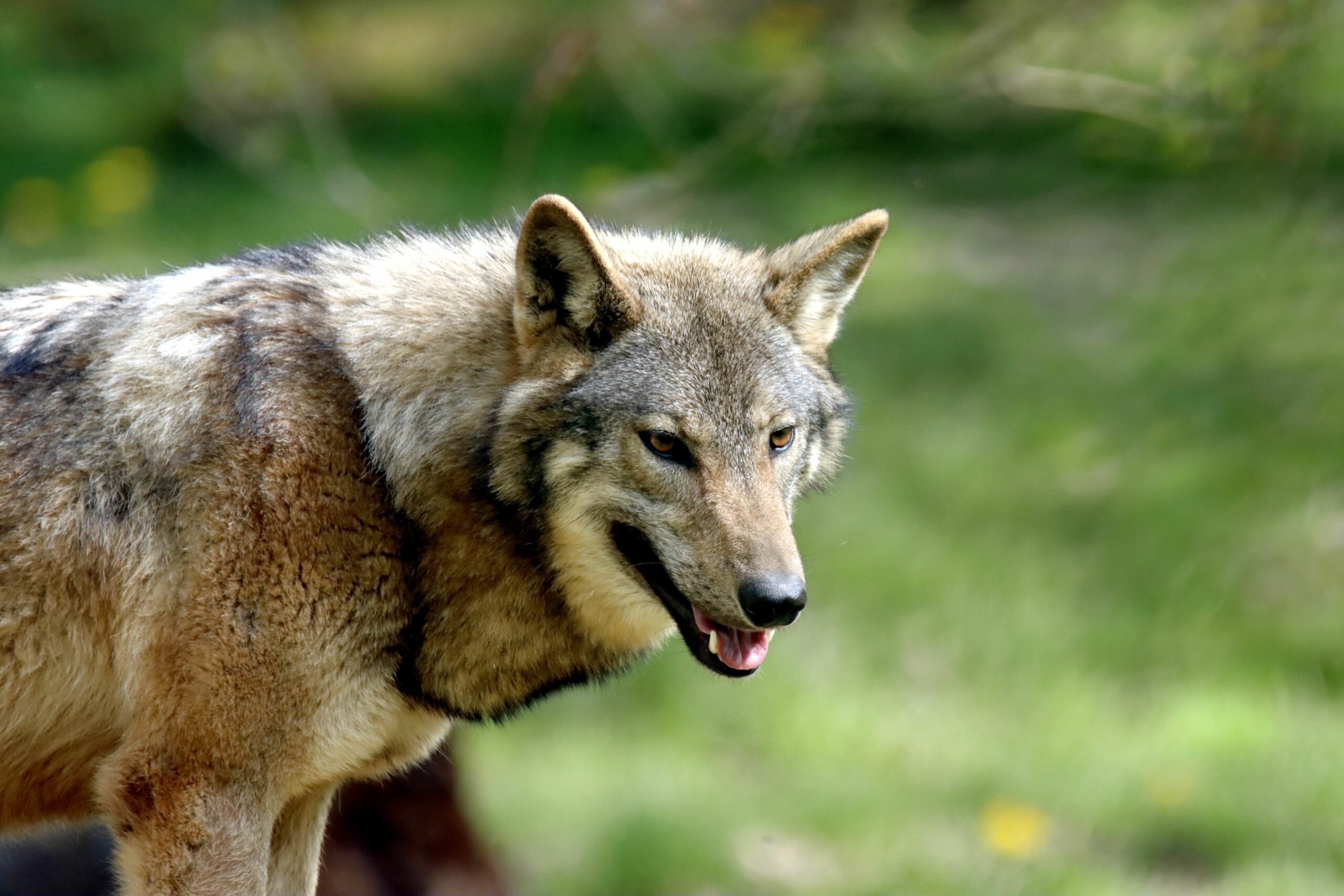 Tragischer Vorfall in der Toskana: Wolf greift Kind an – Hund stirbt im Schutzakt