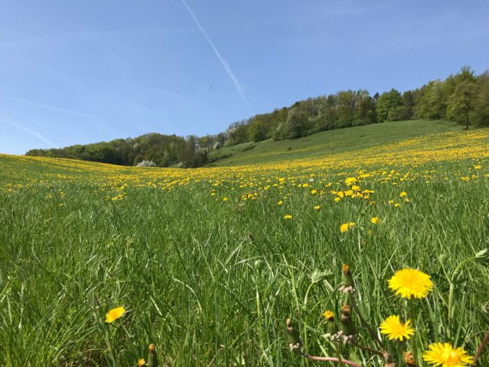 Wettervorhersage für München am 16. August 2026