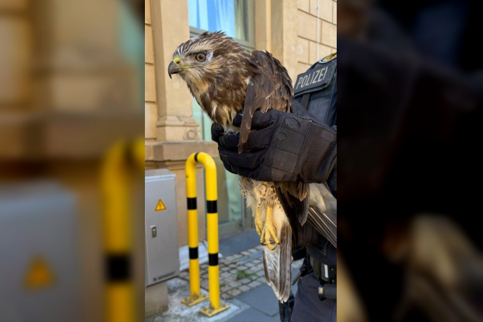 Mainz: Greifvogel in Regionalbahn gefunden