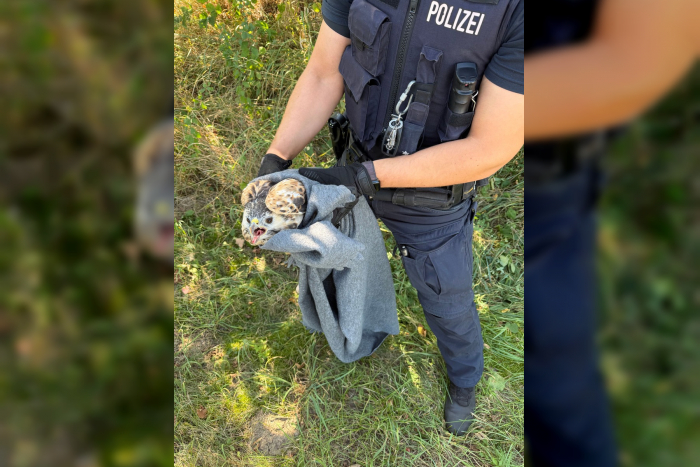 Ritzerau: Rettung verletzter Greifvogel