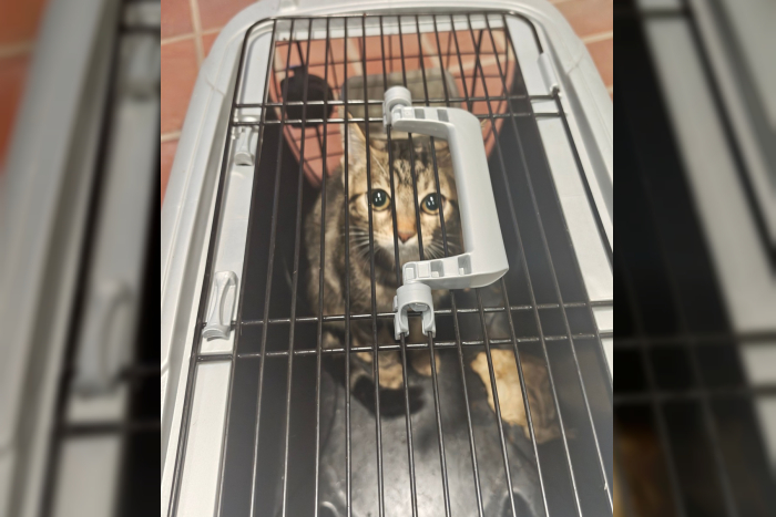 Brunsbüttel: Junger Katze neben Transportbox gefunden
