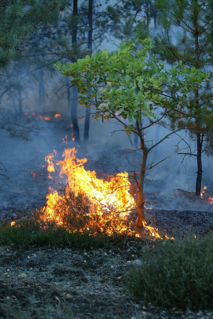 Waldbrand bei Plauen: 120 Feuerwehrleute im Einsatz,