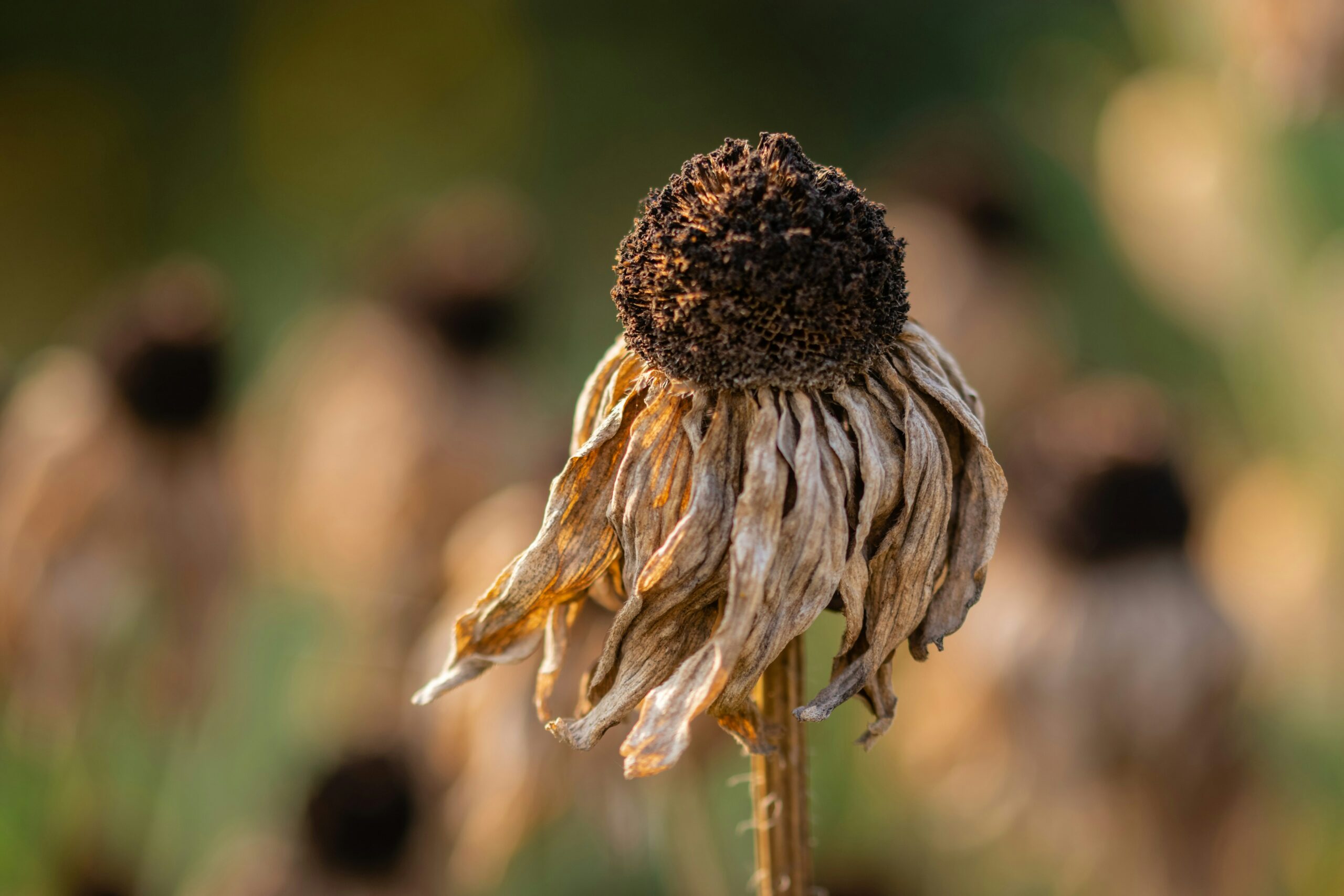 Wie lange halten die extremen Temperaturen bis zu 40 Grad in diesem Sommer an?