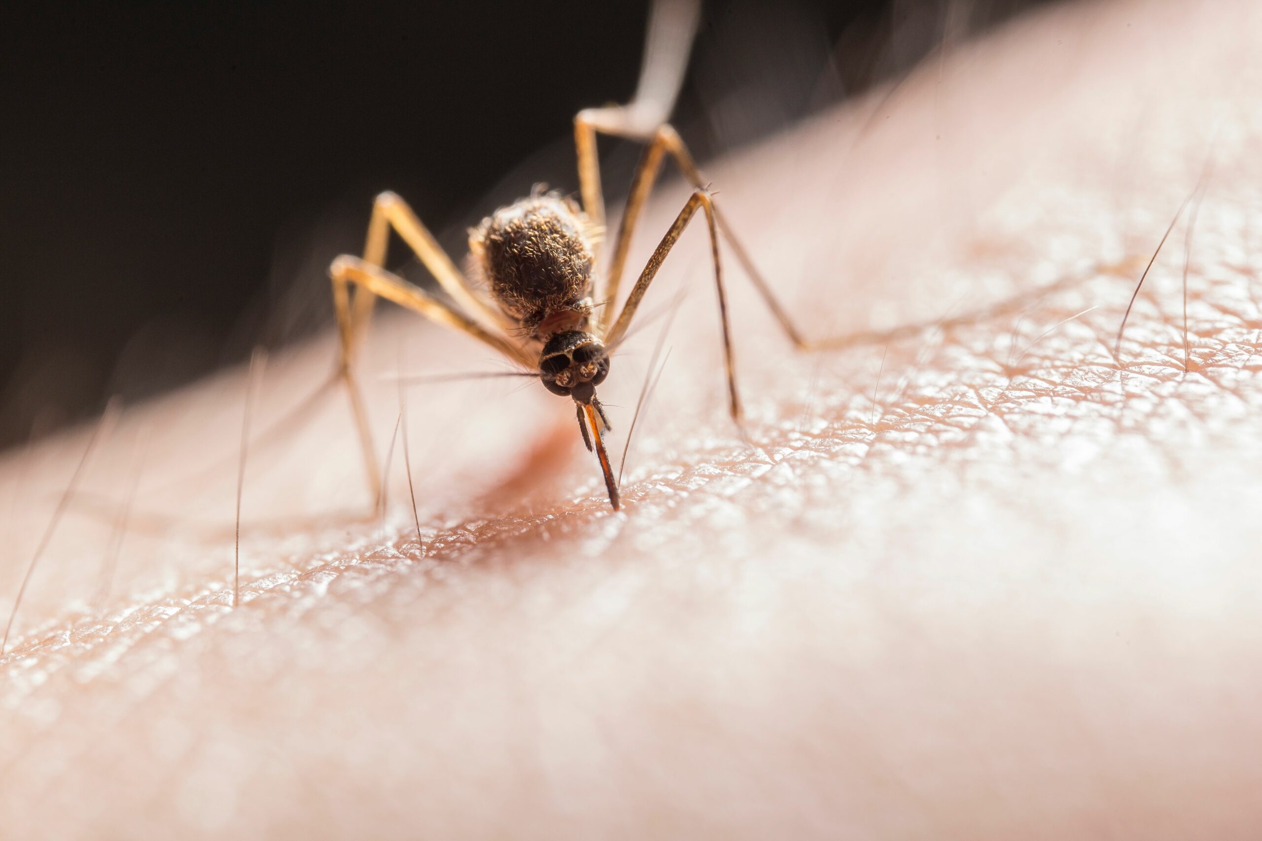 Wie gefährlich ist die Zunahme des West-Nil-Virus in beliebten Urlaubsländern Europas?