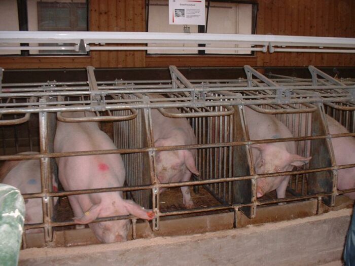 Bauern fordern sauschnelle Hilfe: Lage am Schweinemarkt „katastrophal“