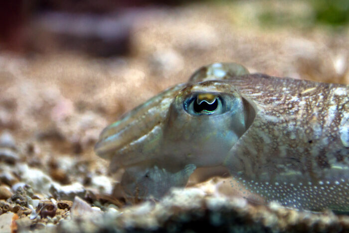 Wegen Wassererwärmung fluten jetzt tonnenweise Tintenfische die Nordsee