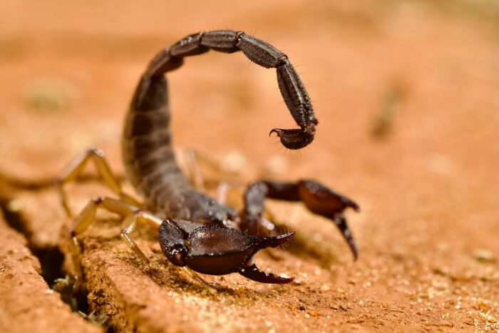 Die 13 tödlichsten Tiere der Welt