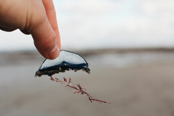 Auf Sylt: Subtropische Segelquallen erstmals in Deutschland entdeckt | Leben & Wissen