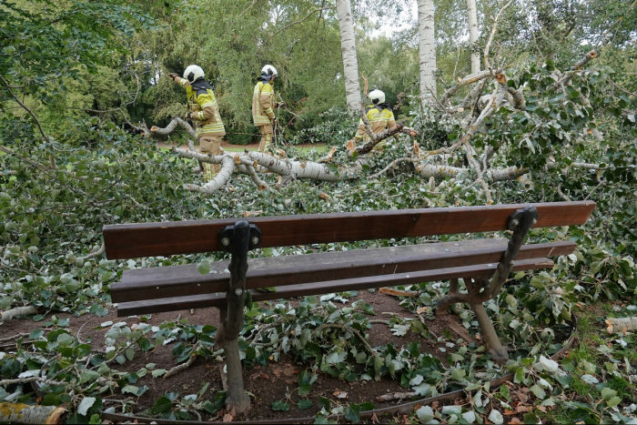 Dresden: Umgestürzter Baum im Blüherpark verletzt Passanten