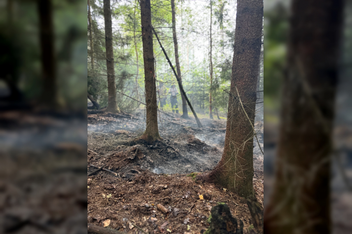 Detmold: Brand im Leistruper Wald