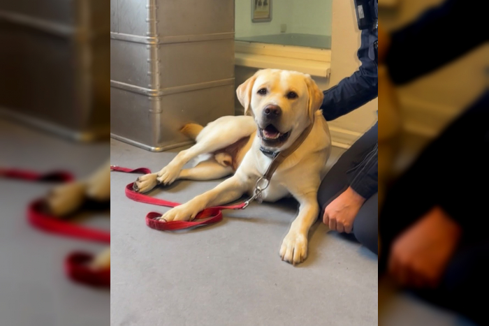 Kiel: Fundhund zurück bei Herrchen