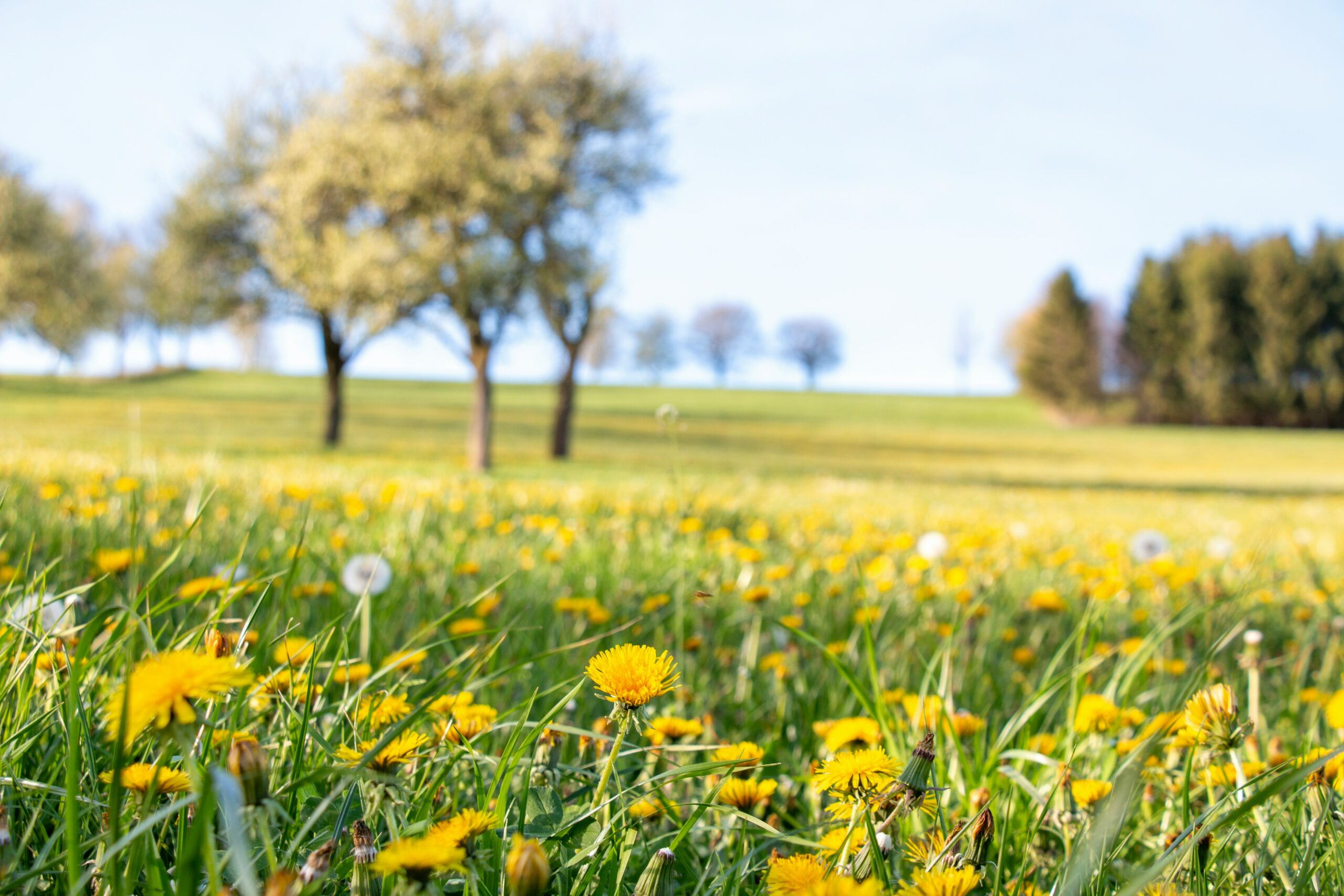Deutschland erwartet eine letzte Hitzewelle mit Temperaturen bis zu 30 Grad