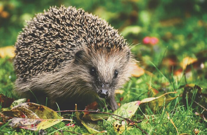 Mitmachaktion gestartet: Deutschland sucht Igel und Maulwurf