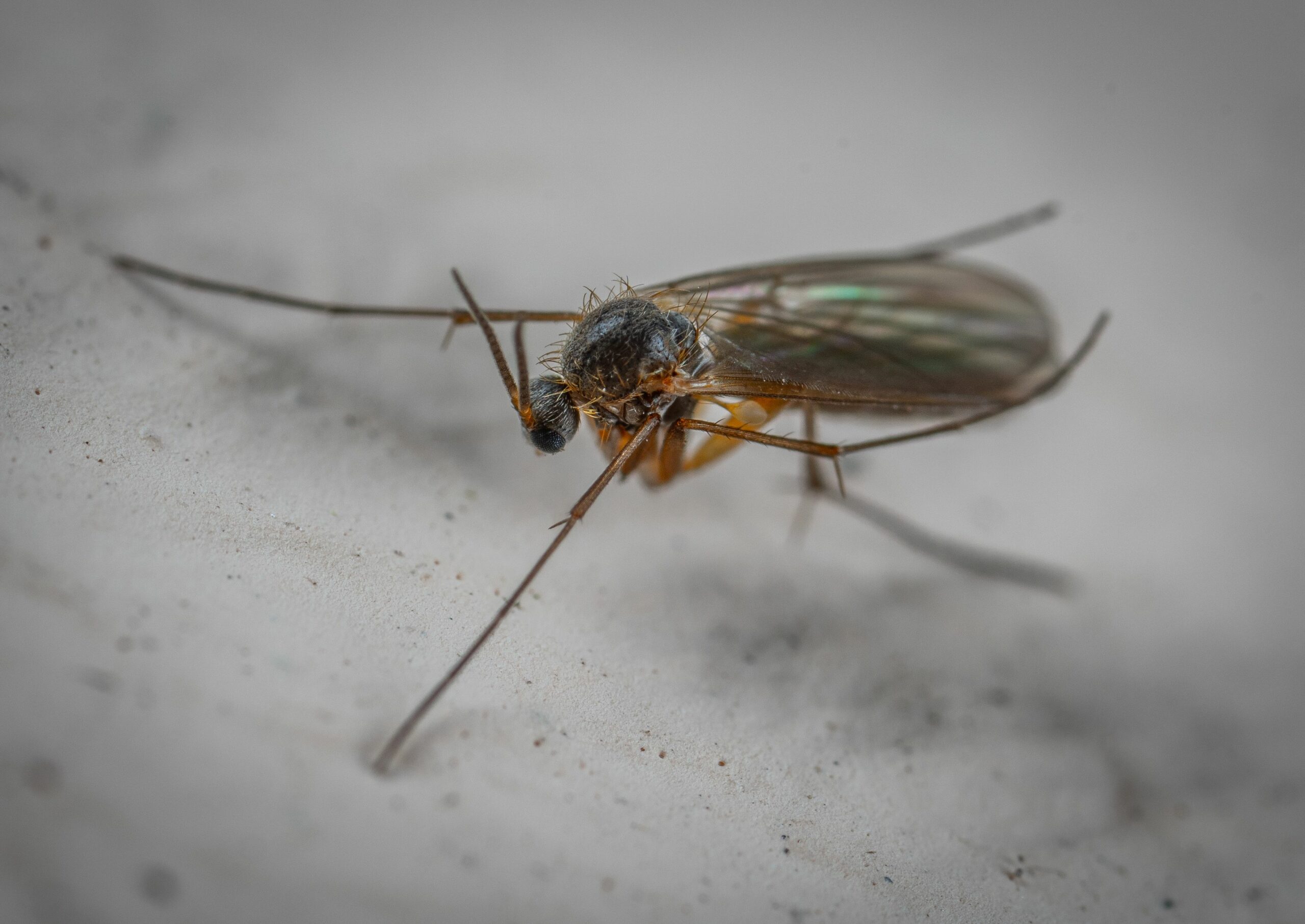 Dritte Todesmeldung nach Malaria-Infektion im Raum Frankfurt: Gesundheitslage besorgniserregend