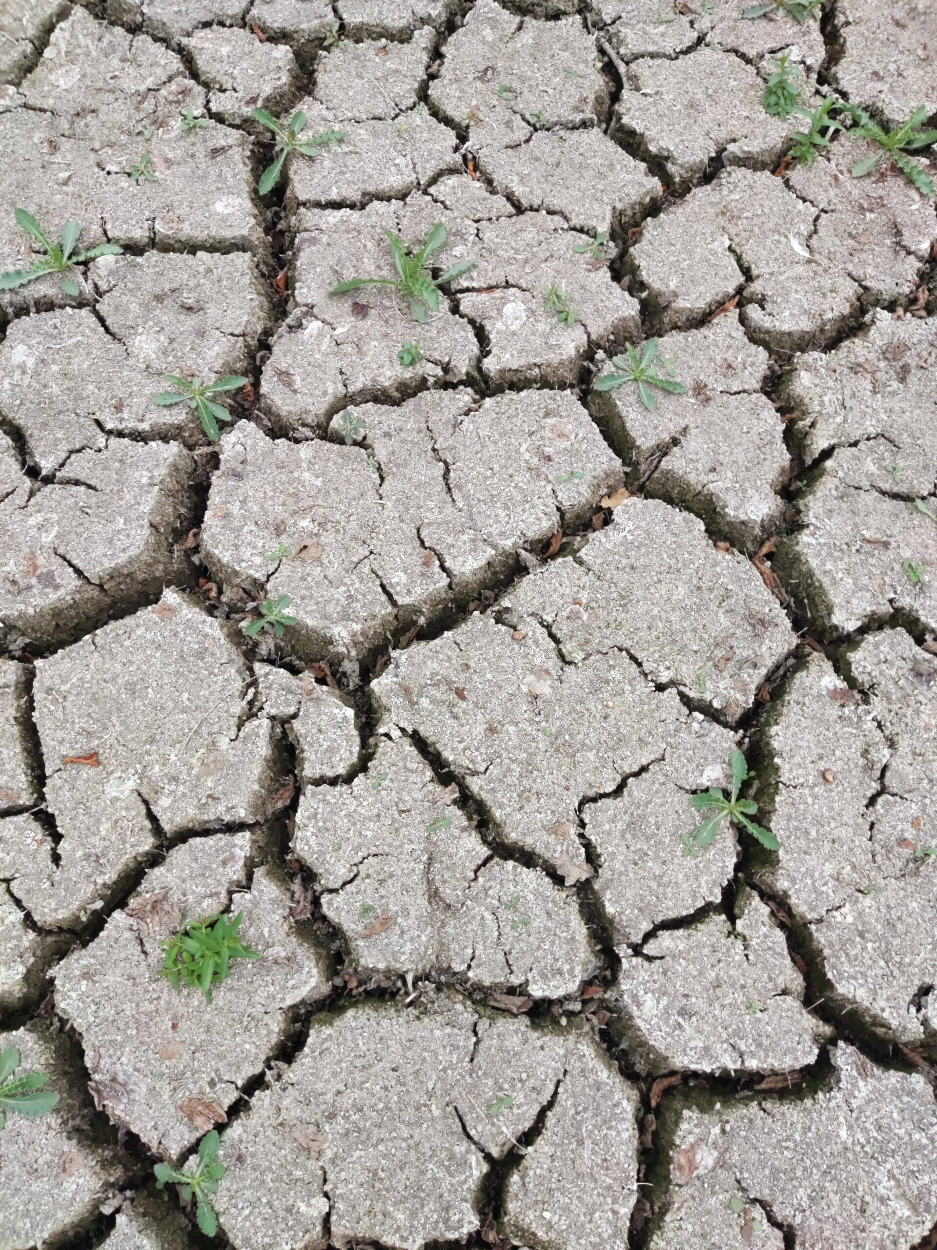 Wie sich das Wetterphänomen El Niño auf Deutschland auswirkt