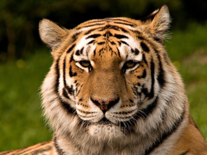 Tödlicher Tigerangriff in englischem Wildpark: Tier wird nicht eingeschläfert