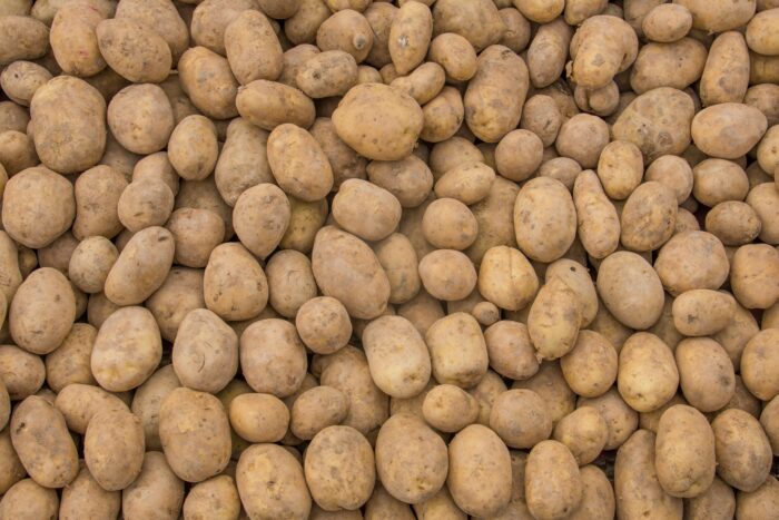 Geringere Anbaufläche und Dürre: Nach mieser Ernte: Preis für Kartoffeln steigt kräftig