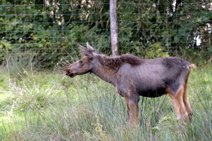 Elch stundenlang auf A13 in Brandenburg unterwegs: Polizei sperrt Autobahn