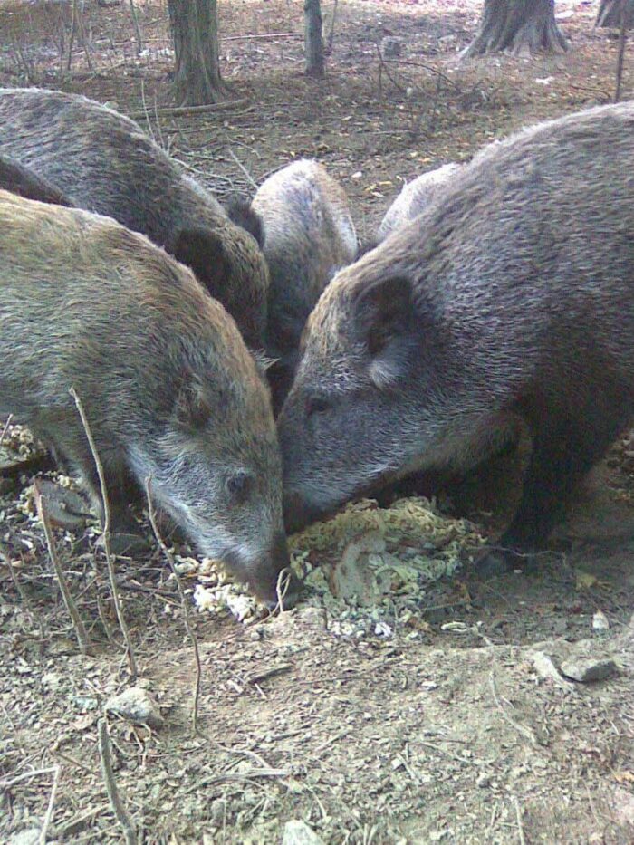 Berlin: Wildschweine werden am Dienstag auf Friedhof bejagt