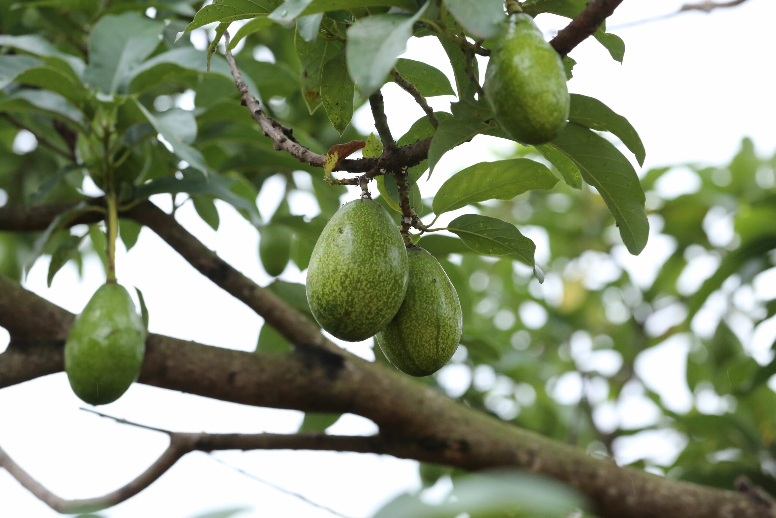 Über 1 Kilogramm schwere Frucht: Zwölf Tage alter Junge stirbt nach Aufprall in Quilmes
